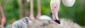 ots-martin mere  flamingo chicks hatch at Martin Mere wetlands southport ots onthespot ots otsnews.co.uk_0