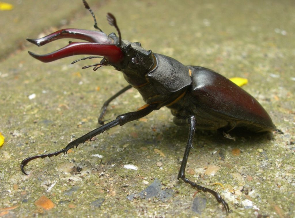 How Southport residents can help save stag beetles this summer Stag beetle