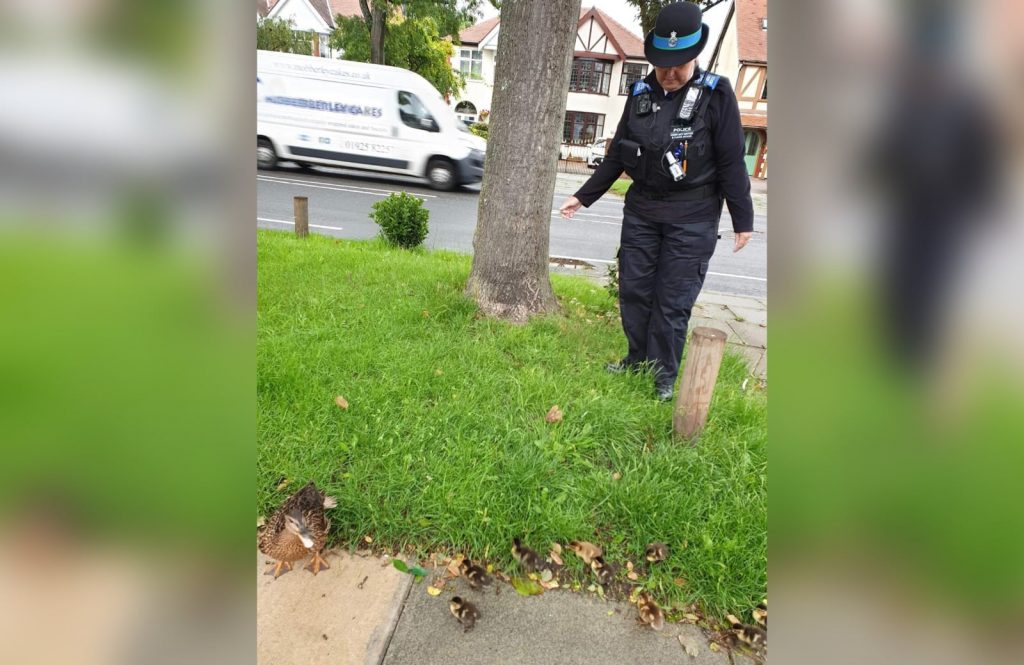 The old bill come to the rescue of ducklings in danger