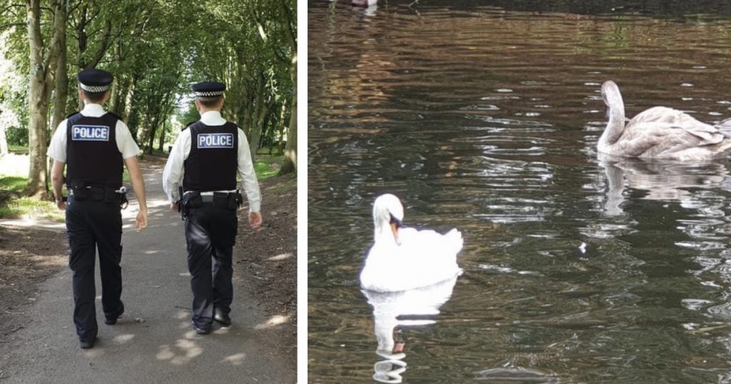 Police get their ‘swanted’ man as teen admits to bird attack