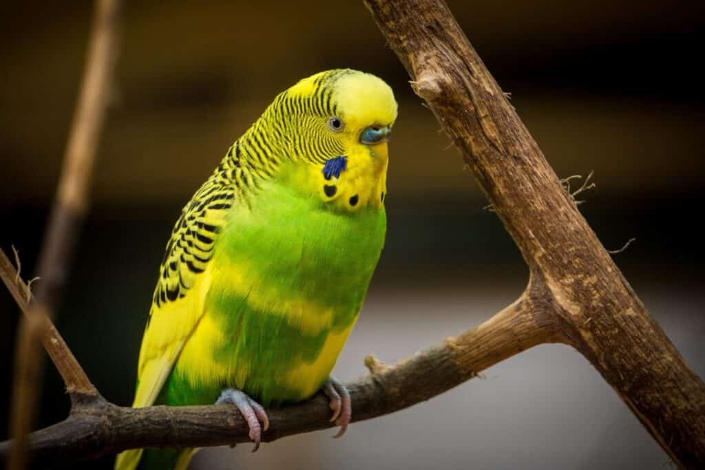 Botanic Gardens parakeet makes great escape from aviary