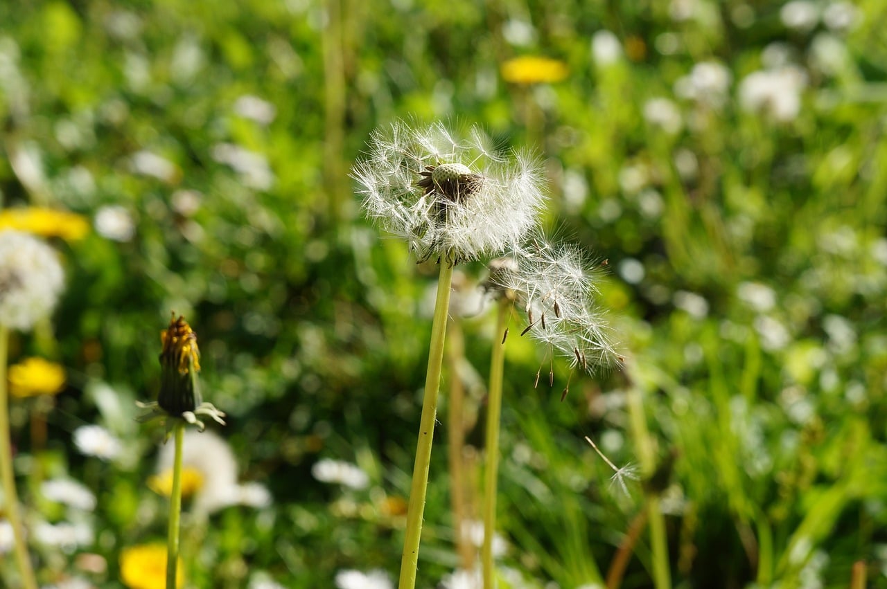 monikazoran-dandelion-321930_1280