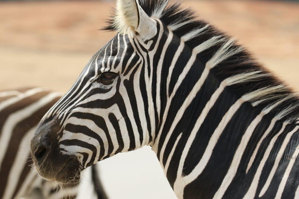 7 Essential Tips for Choosing a Luxury Safari Trip Close-up of a zebra's head and neck, showing bold black and white stripes against a softly blurred background.