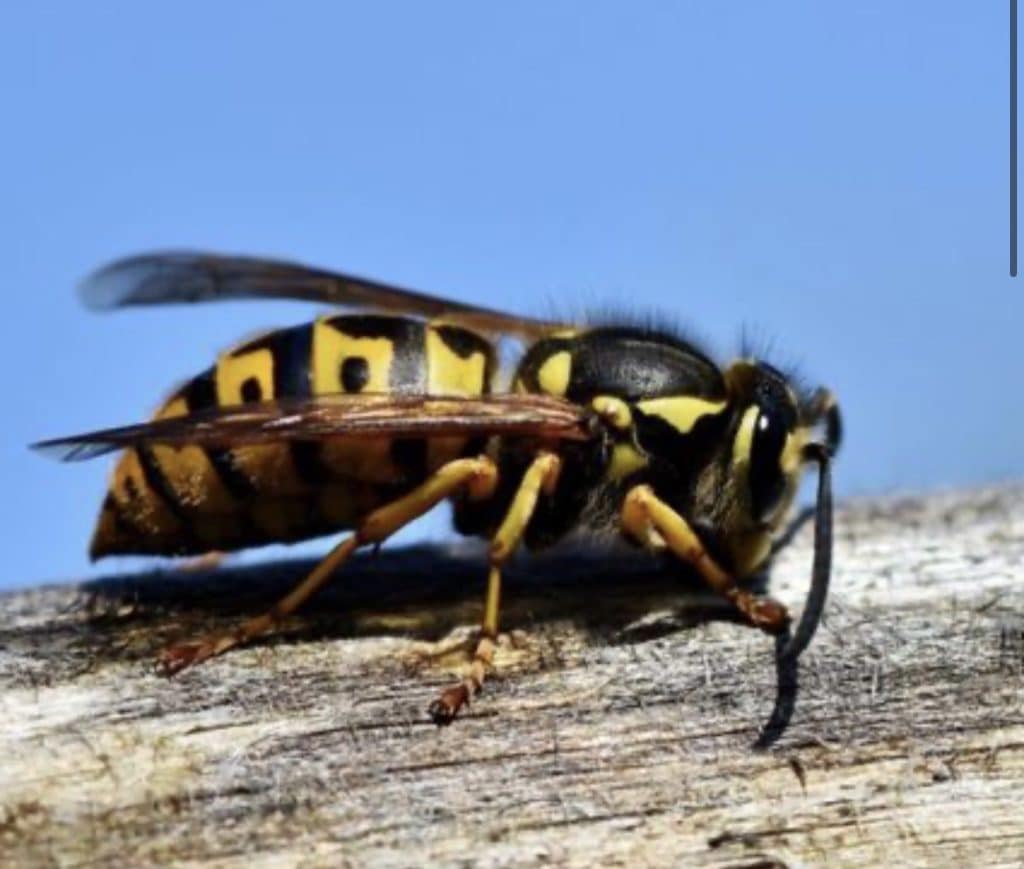 Close-up of a yellow-and-black hornet crawling on a weathered wooden surface with a blue sky backdrop.