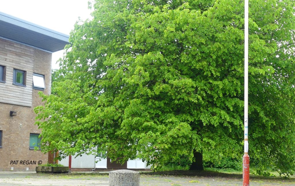 ALDI’S WOODVALE BUILD AND OUR NATIVE TREES IN THE WAY OF THEIR ‘PROGRESS’ Large green tree dominates a courtyard beside a brick building, with a white lamppost in the foreground and a stone bench nearby.