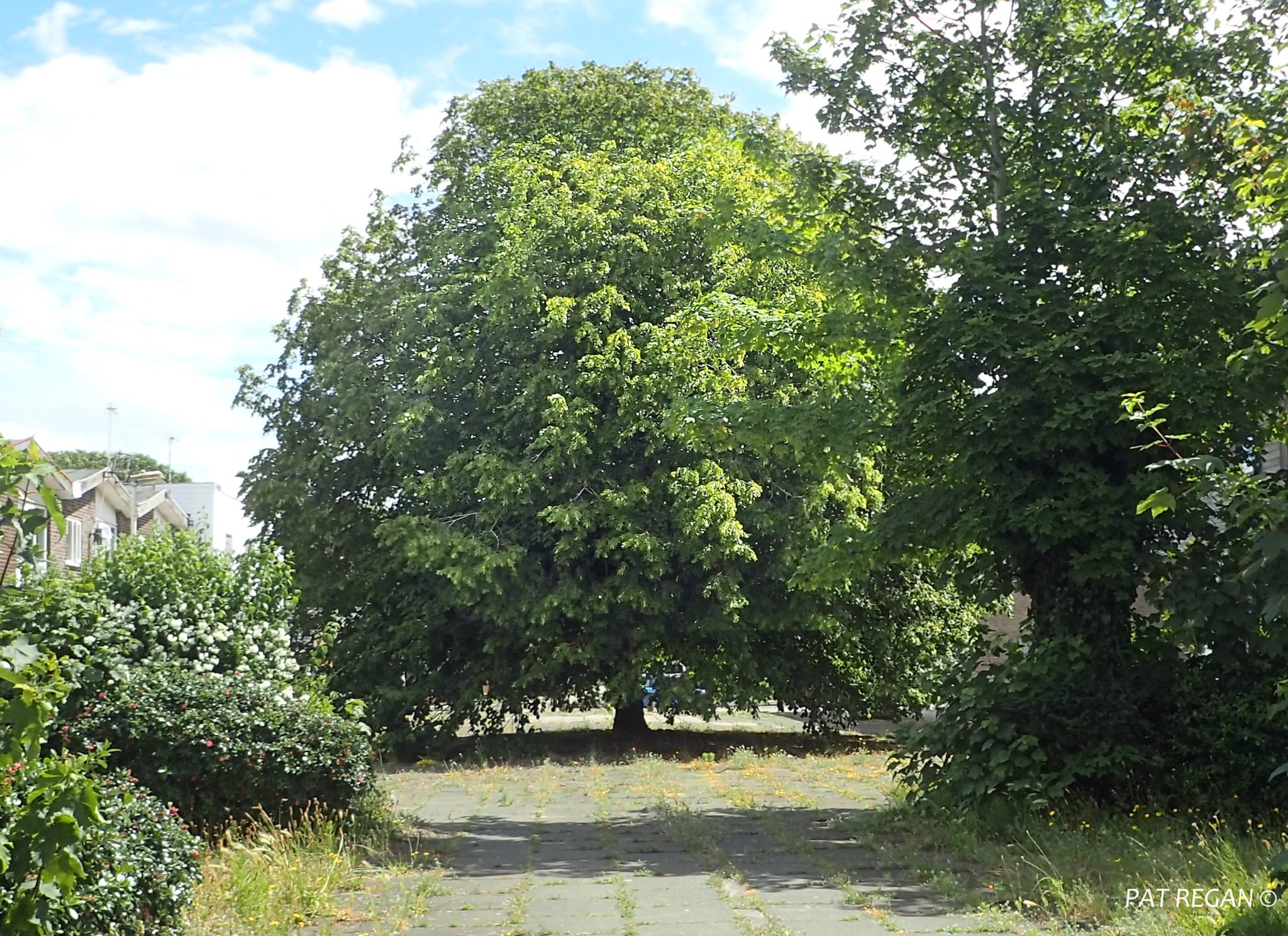 Large sprawling tree in a sunny residential yard with a paved path and hedges along the left.