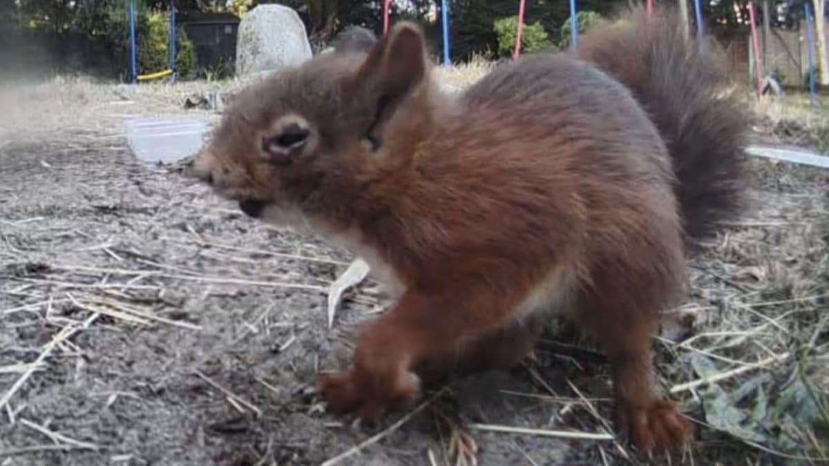 Young red squirrel on dirt, sniffing the ground in a garden with colorful stakes in the background