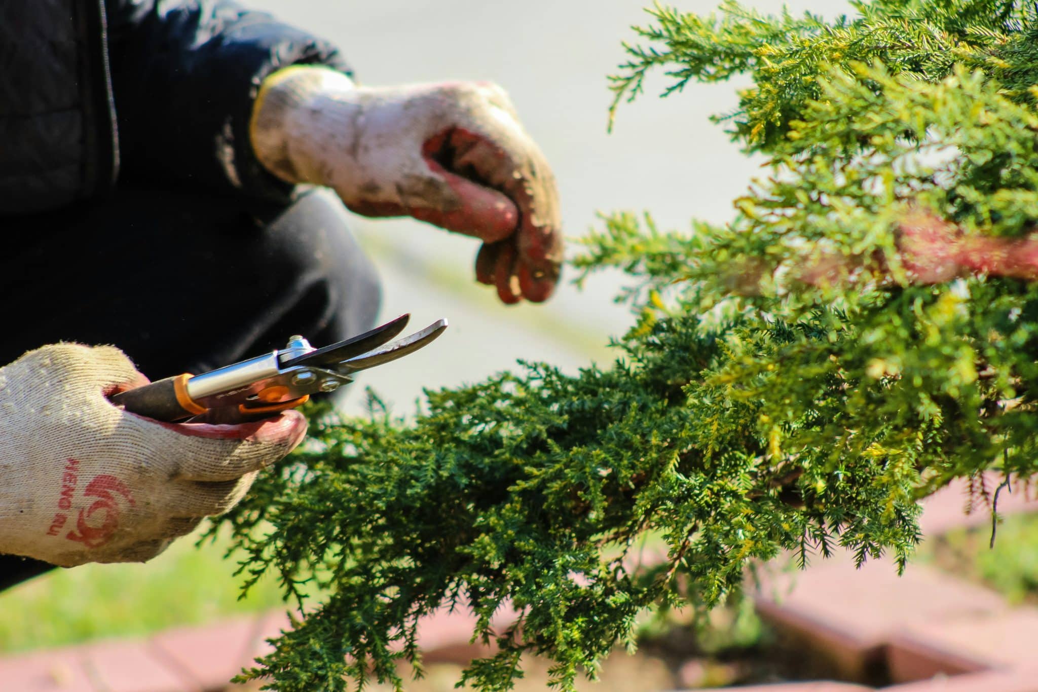 Gloved hands hold pruning shears to trim a green evergreen shrub close up