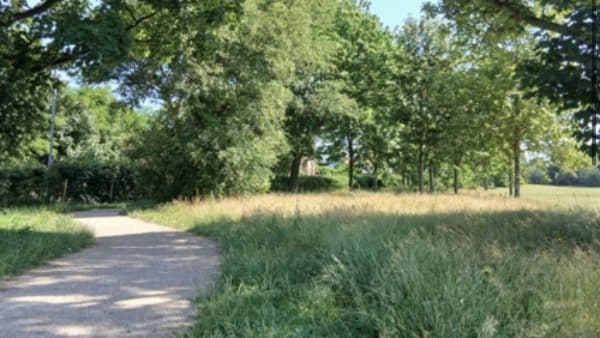 Gravel path winds through a sunlit green park with tall trees and grassy fields on both sides