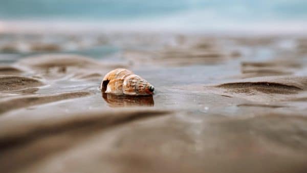 Close-up of a seashell on wet sand with a blurred ocean background in the distance.
