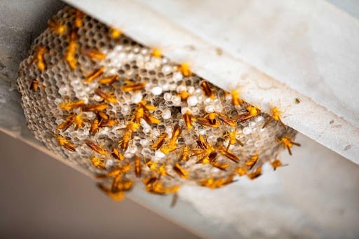 How do the different seasons affect pest behaviour?